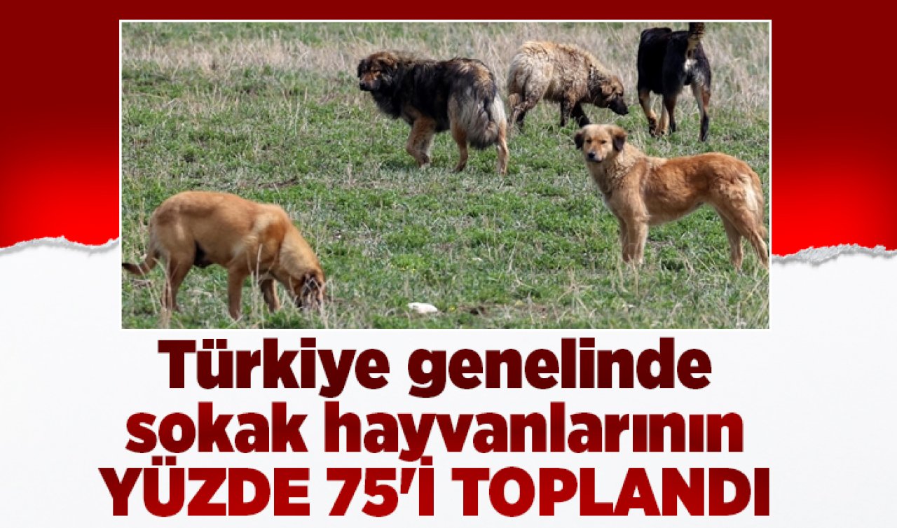 Türkiye genelinde sokak hayvanlarının yüzde 75’i toplandı