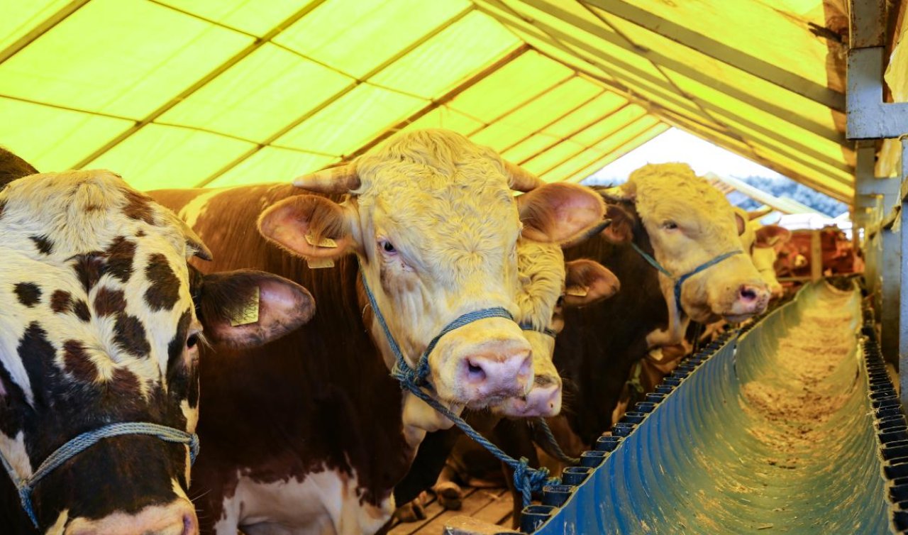 Konya 2026 kurban kesim ücreti! Konya’da kurban kesim fiyatı ne kadar oldu? İşte 2026 Konya kurban kesim fiyatı