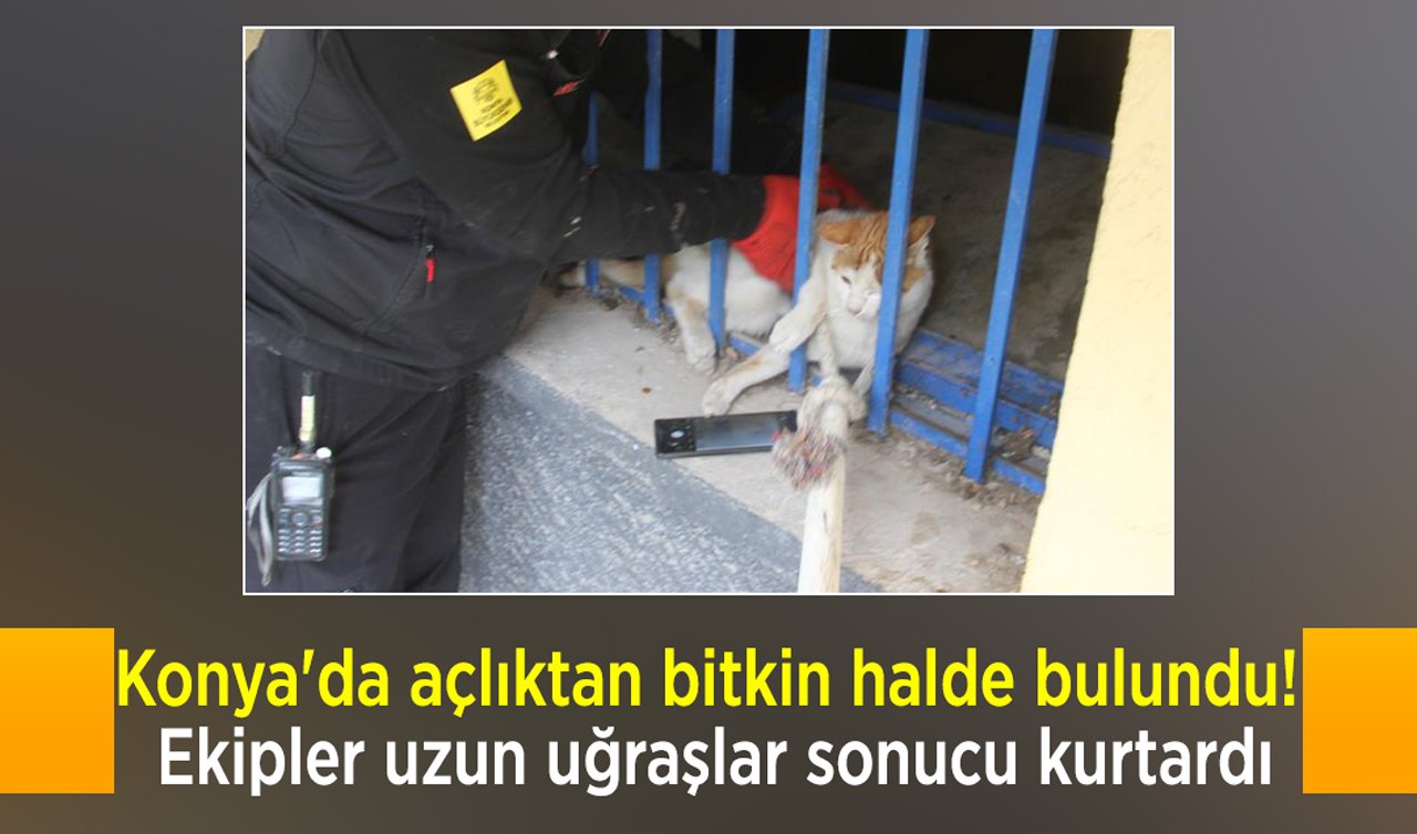Konya’da açlıktan bitkin halde bulundu! Ekipler uzun uğraşlar sonucu kurtardı
