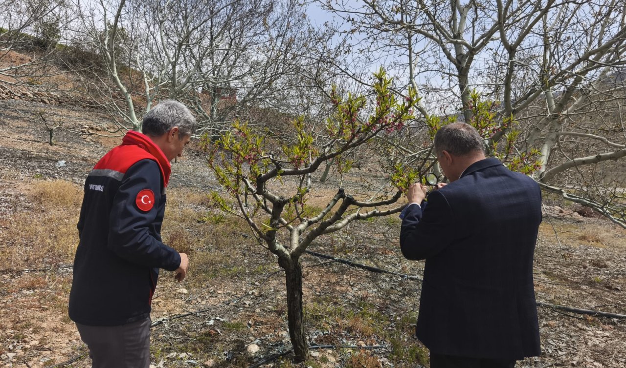 Konya’da tarım ekipleri sahada: Aladağ Vadisi’nde don zararı tespit edilmedi