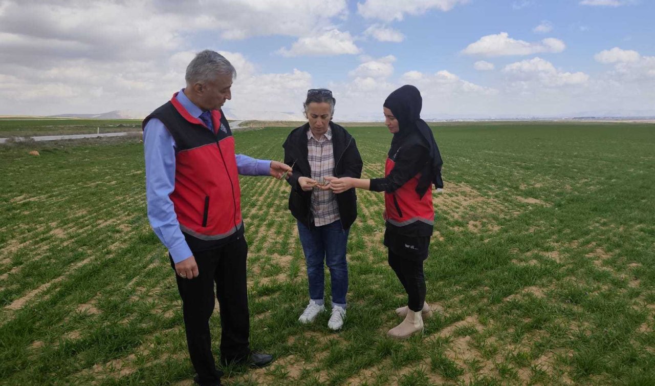 Konya’da hububat alanlarında arazi kontrolleri sürüyor