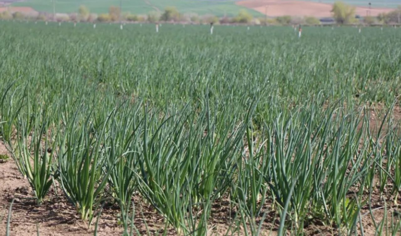 Pazarın en ucuz ürünü oldu! Kilosu 15 TL’ye satılıyor