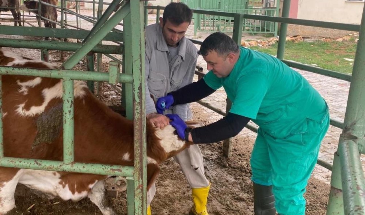 Beyşehir’de hayvan sağlığını koruma çalışmaları devam ediyor