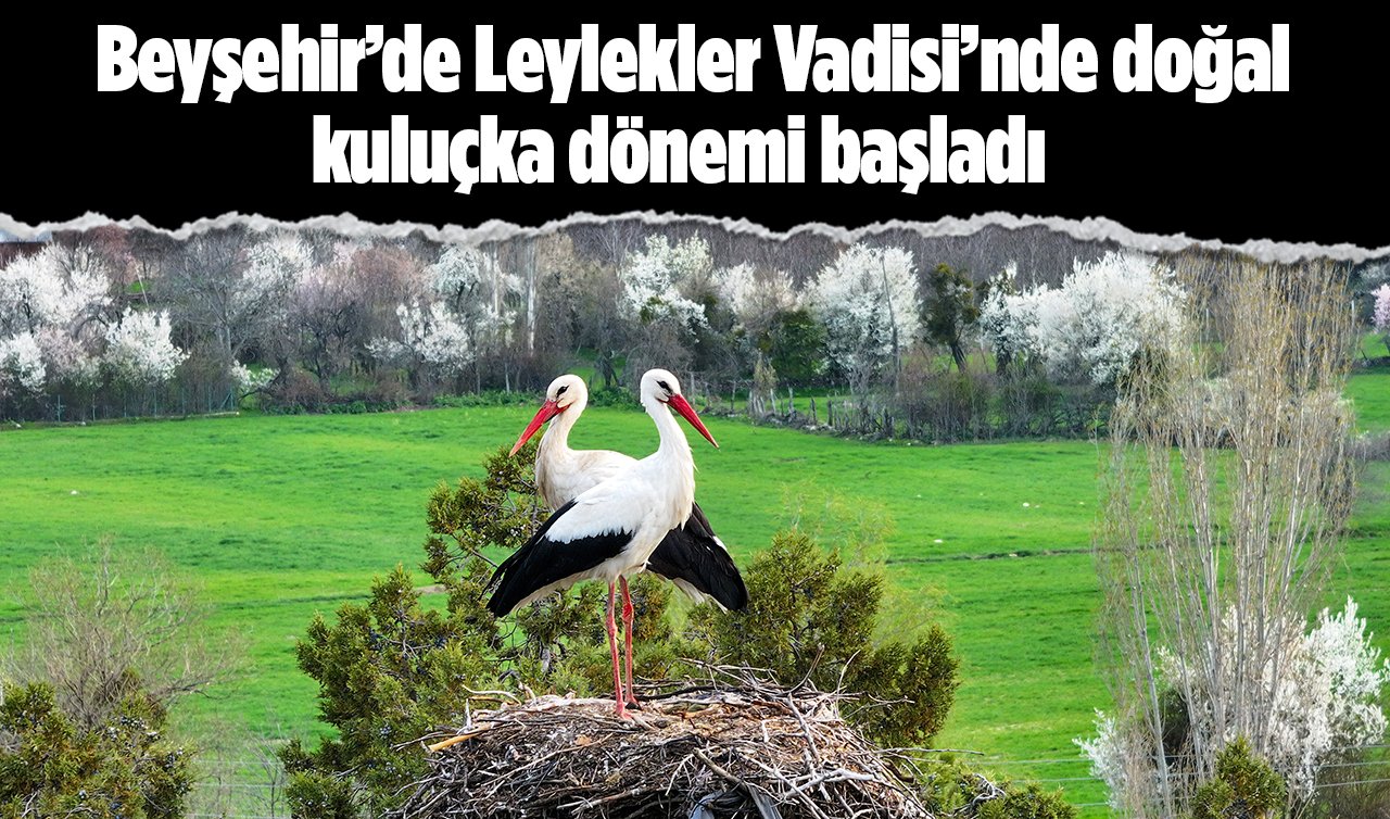 Beyşehir’de Leylekler Vadisi’nde doğal kuluçka dönemi başladı
