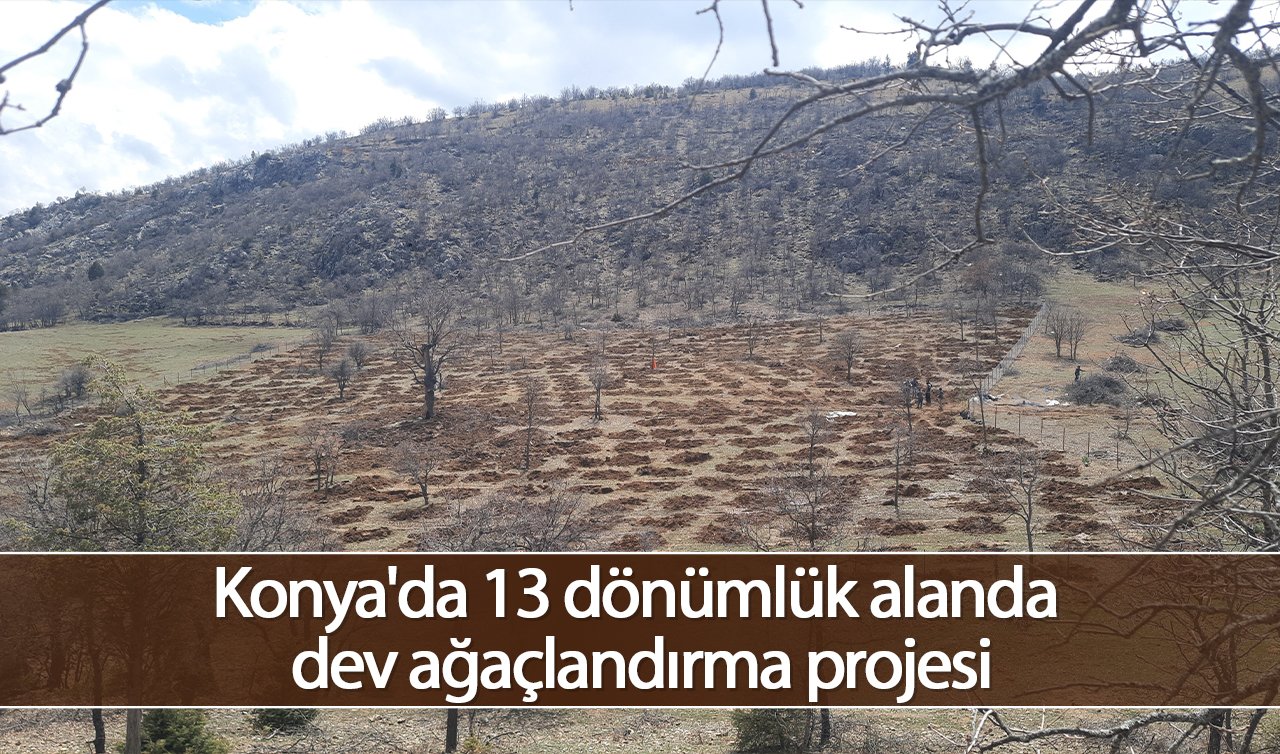 Konya’da 13 dönümlük alanda dev ağaçlandırma projesi