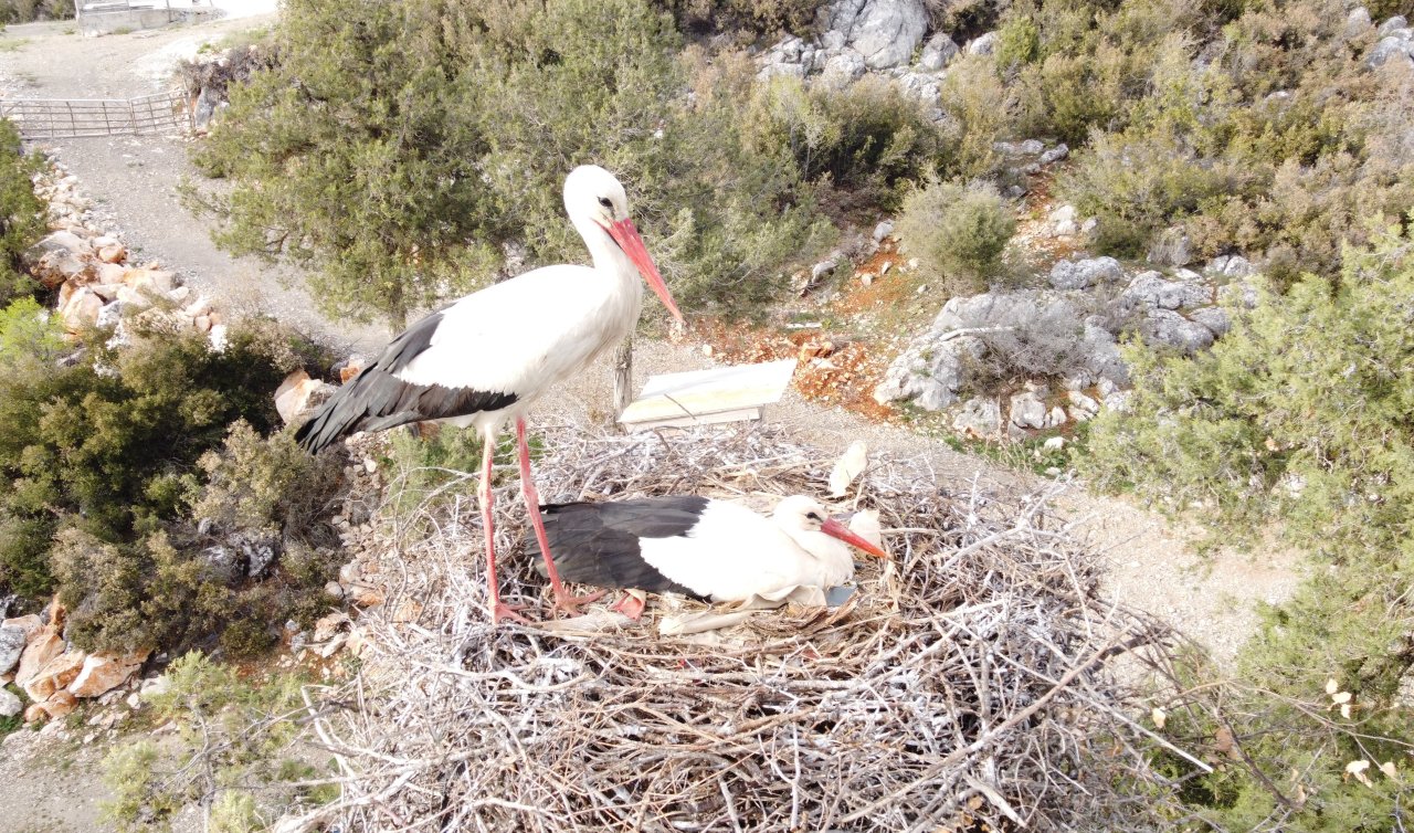 Beyşehir’de yuvalar şenlendi leylekler vadisi canlandı