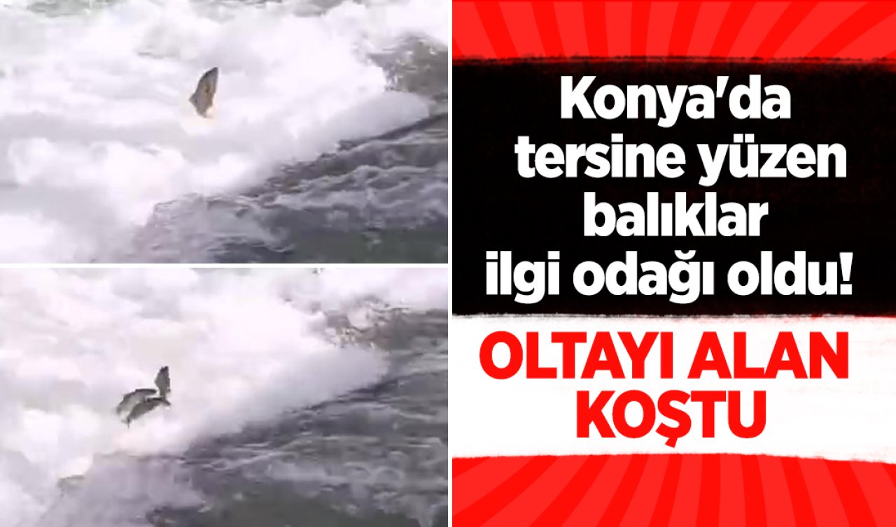 Konya’da tersine yüzen balıklar ilgi odağı oldu! Oltayı alan koştu