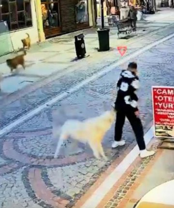 Başıboş köpek saldırdı 19 yaşındaki genç yaralandı