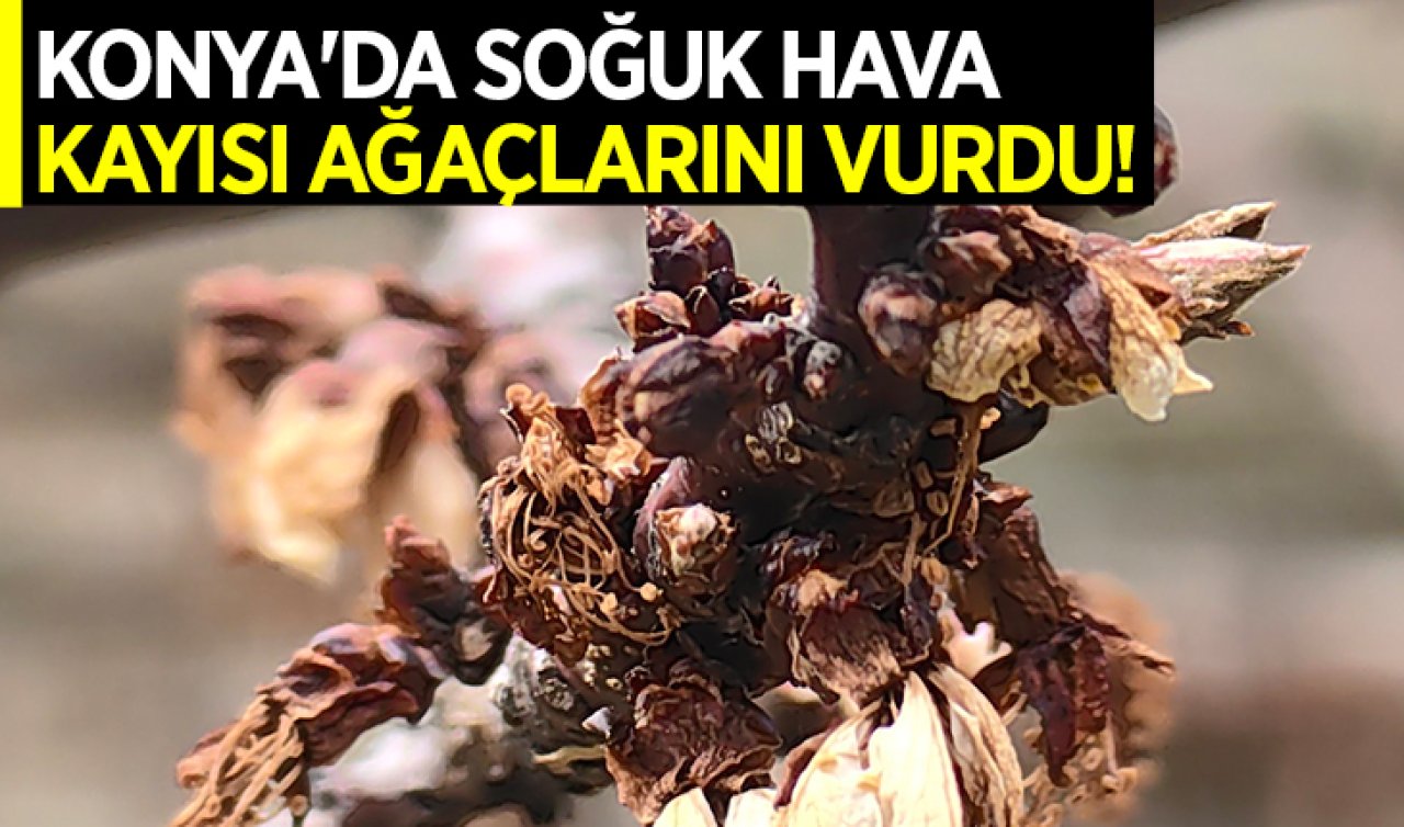 Konya’da soğuk hava kayısı ağaçlarını vurdu! 