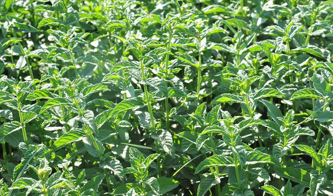 Her sabah sadece 1-2 tane yeter!