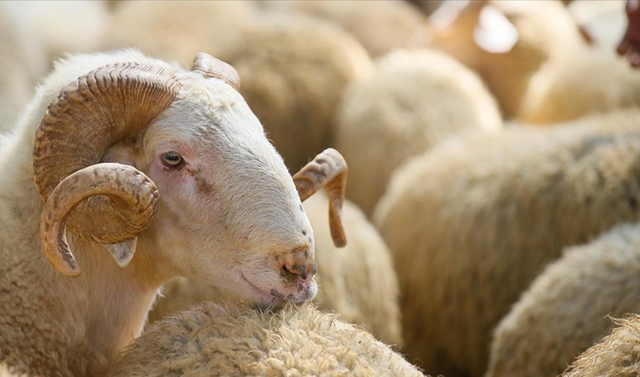 Diyanet 2026 Vekaletle Kurban Kesim Ücretleri: Büyükbaş ve Küçükbaş Canlı Kilo Fiyatları Ne Kadar? Vekaletle Kurban Bedeli Kaç TL Oldu?