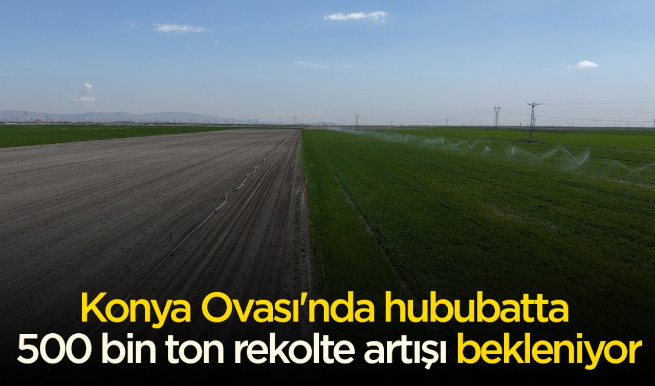 Konya Ovası’nda hububatta 500 bin ton rekolte artışı bekleniyor