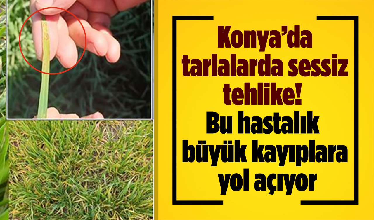 Konya’da tarlalarda sessiz tehlike! Bu hastalık büyük kayıplara yol açıyor