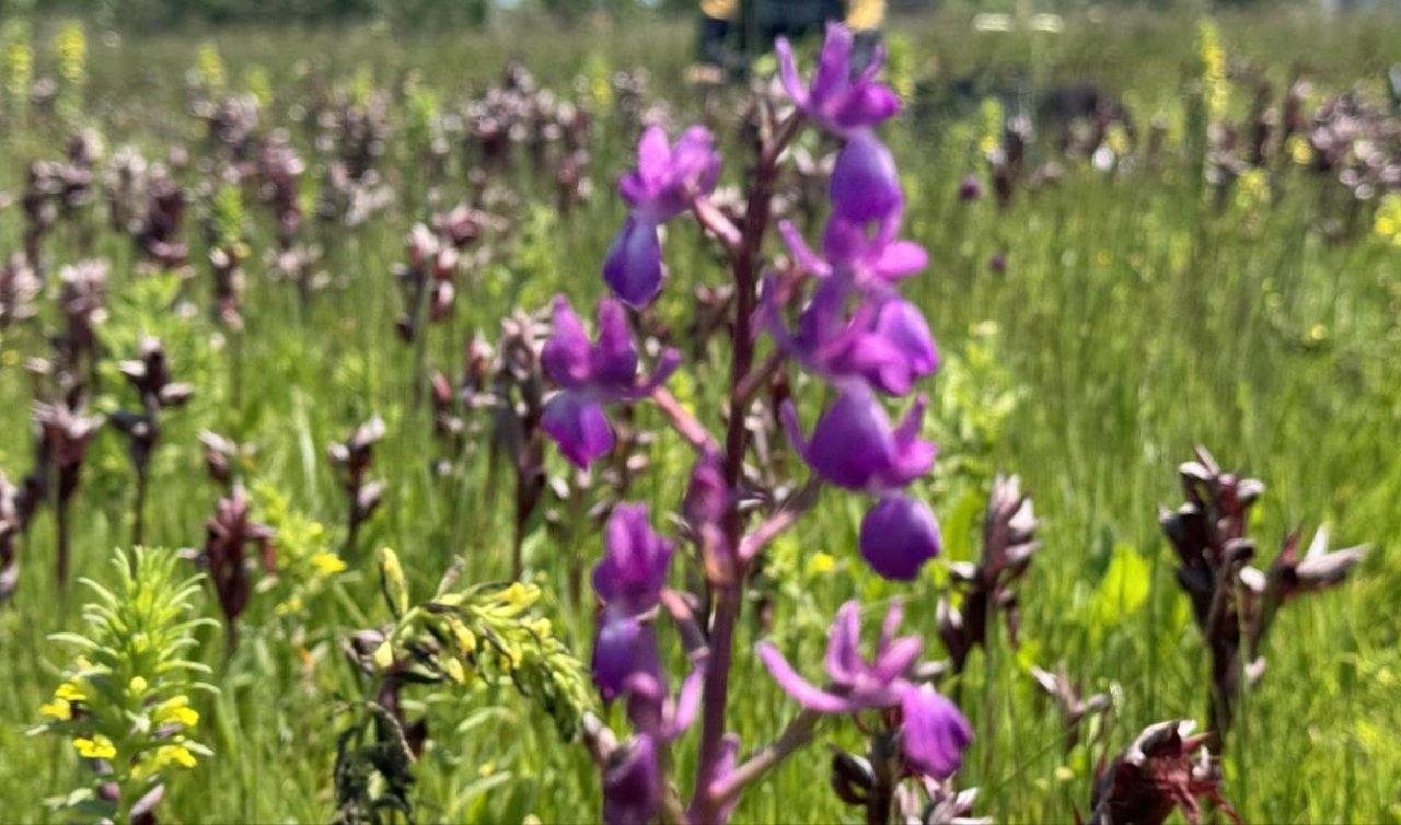 İzinsiz salep orkidesi toplayan kişiye 699 bin lira ceza kesildi