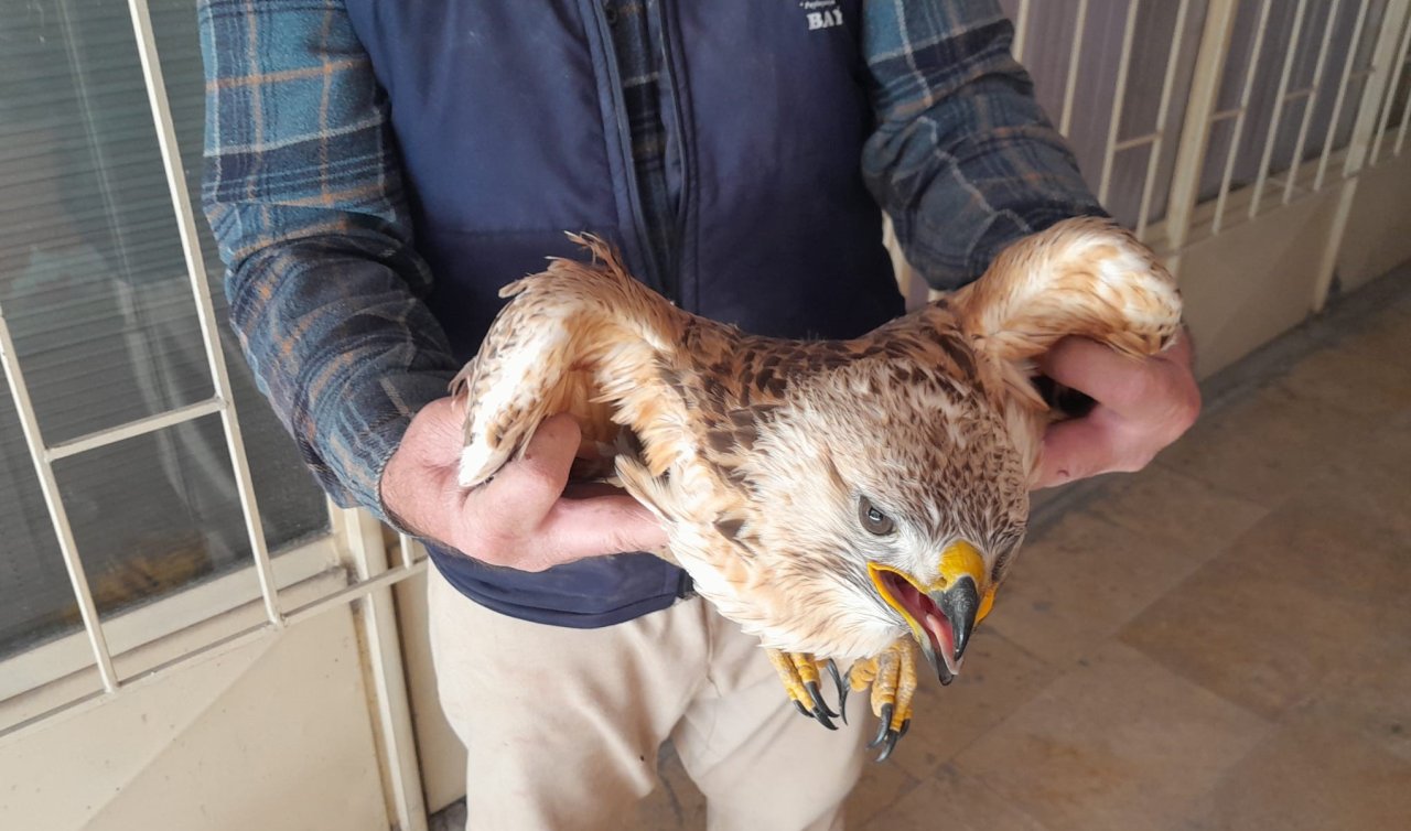 Karapınar’da yaralı kızıl şahin tedavi altına alındı