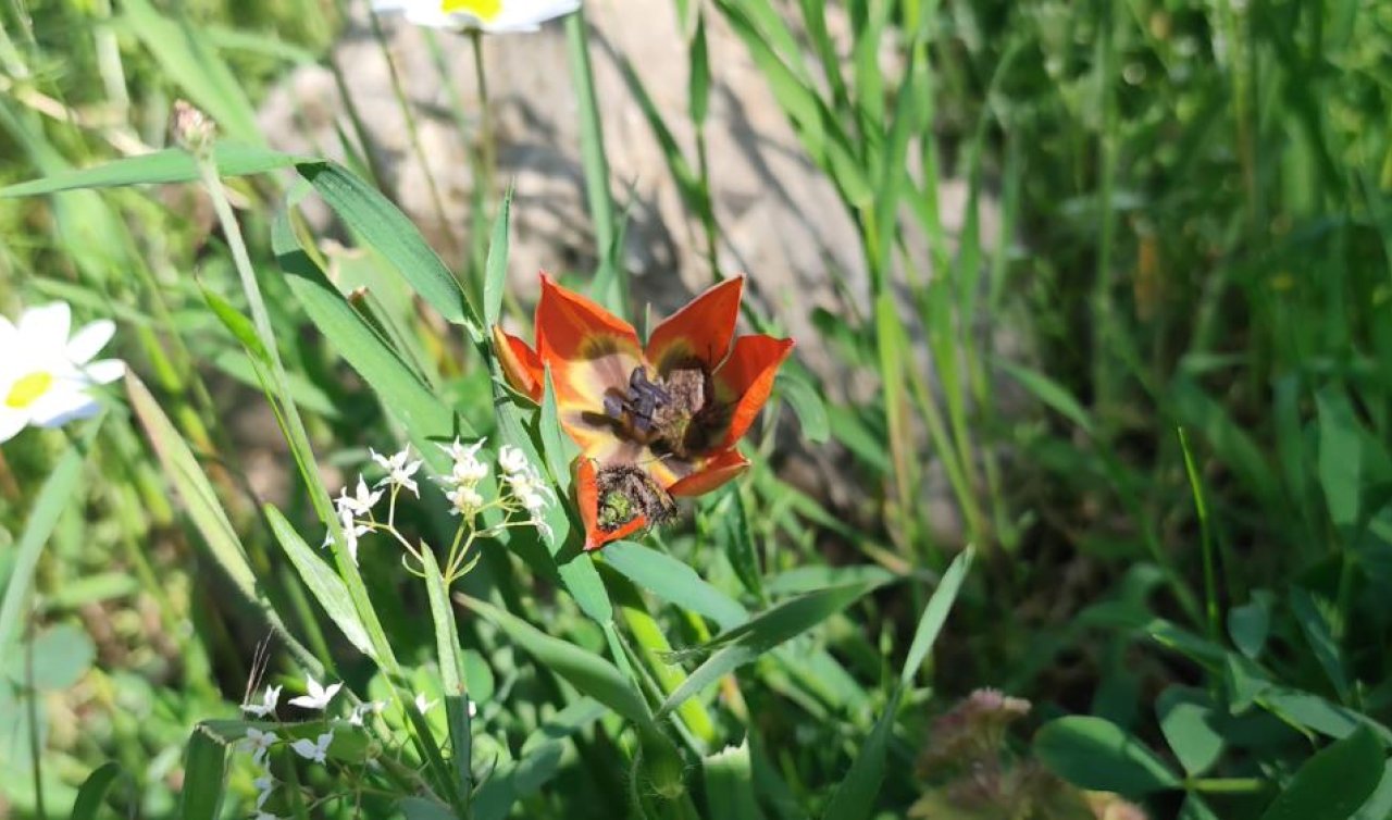 Yılda sadece bir kez açıyor! 10 gün ömrü var koparmanın cezası araba parası
