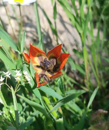 Yılda sadece bir kez açıyor! 10 gün ömrü var koparmanın cezası araba parası