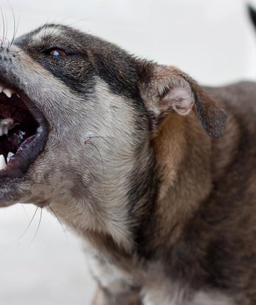 Başıboş sokak köpekleri 2 çocuğa saldırdı: 5 yaşındaki çocuk hayatını kaybetti