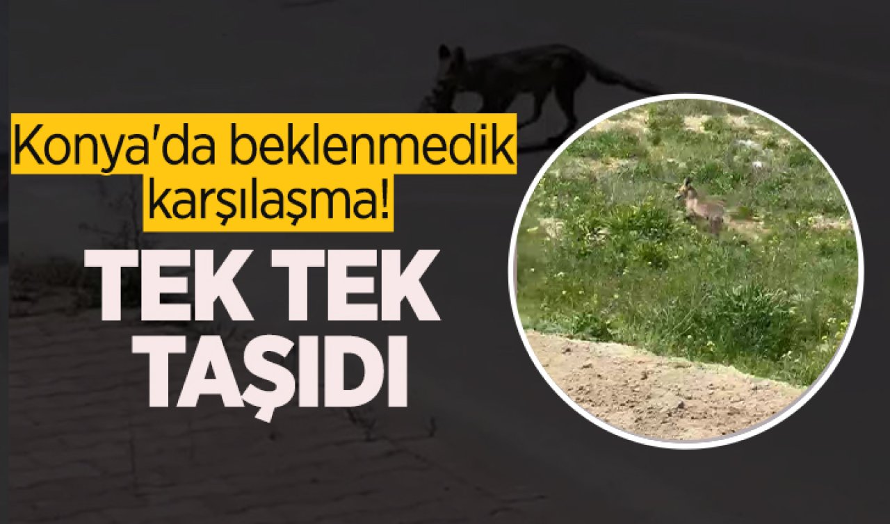 Konya’da beklenmedik karşılaşma! Tek tek taşıdı