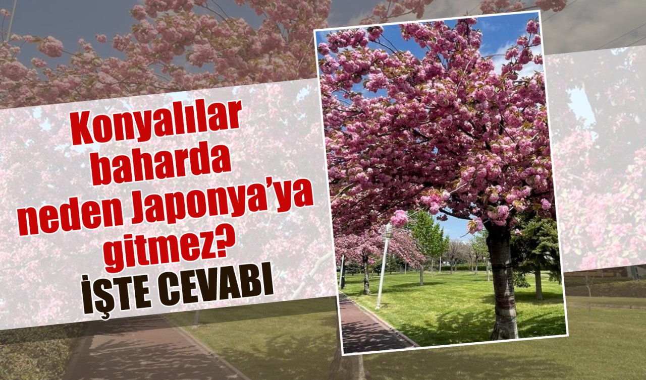 Konyalılar baharda neden Japonya’ya gitmez? İşte cevabı