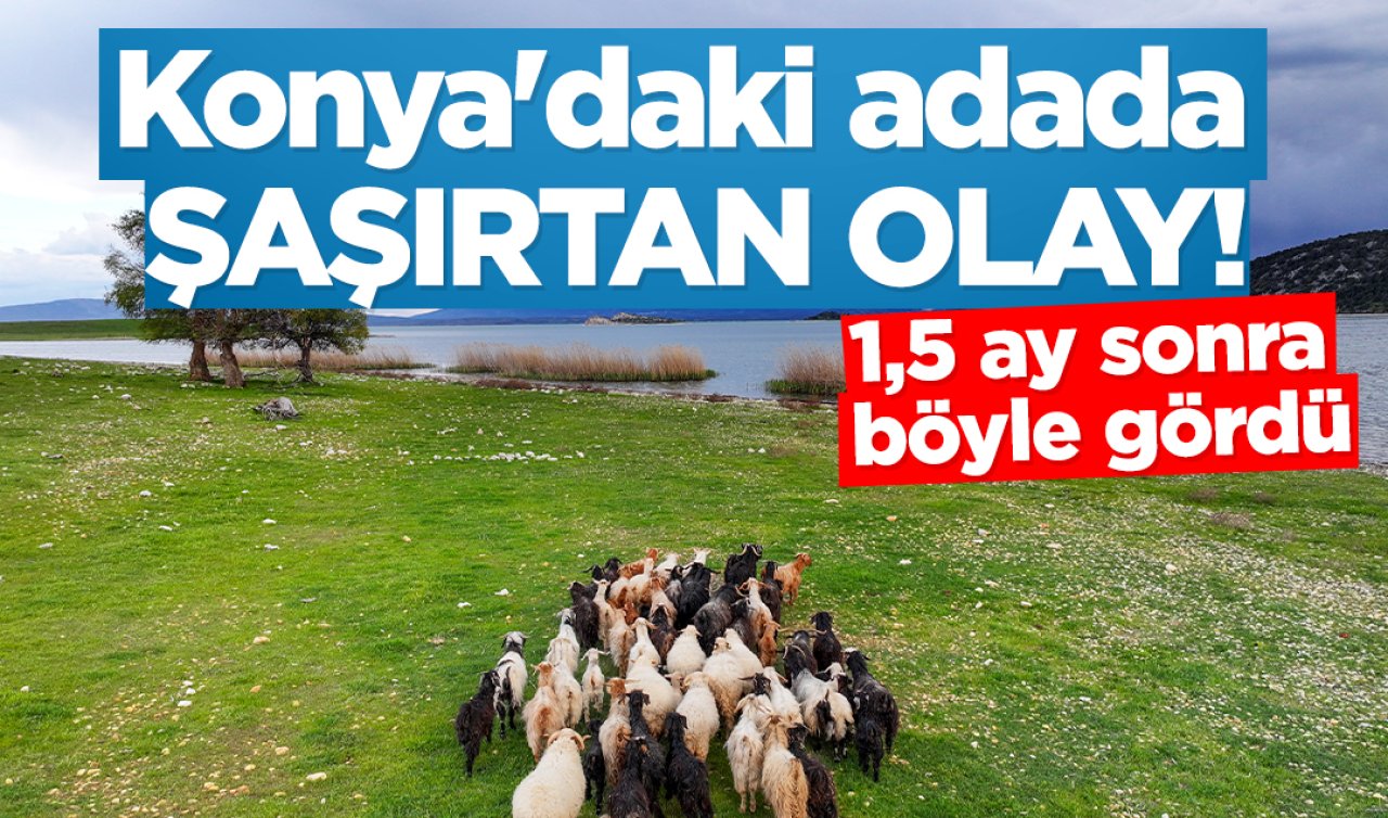 Konya’daki adada şaşırtan olay! 1,5 ay sonra böyle gördü