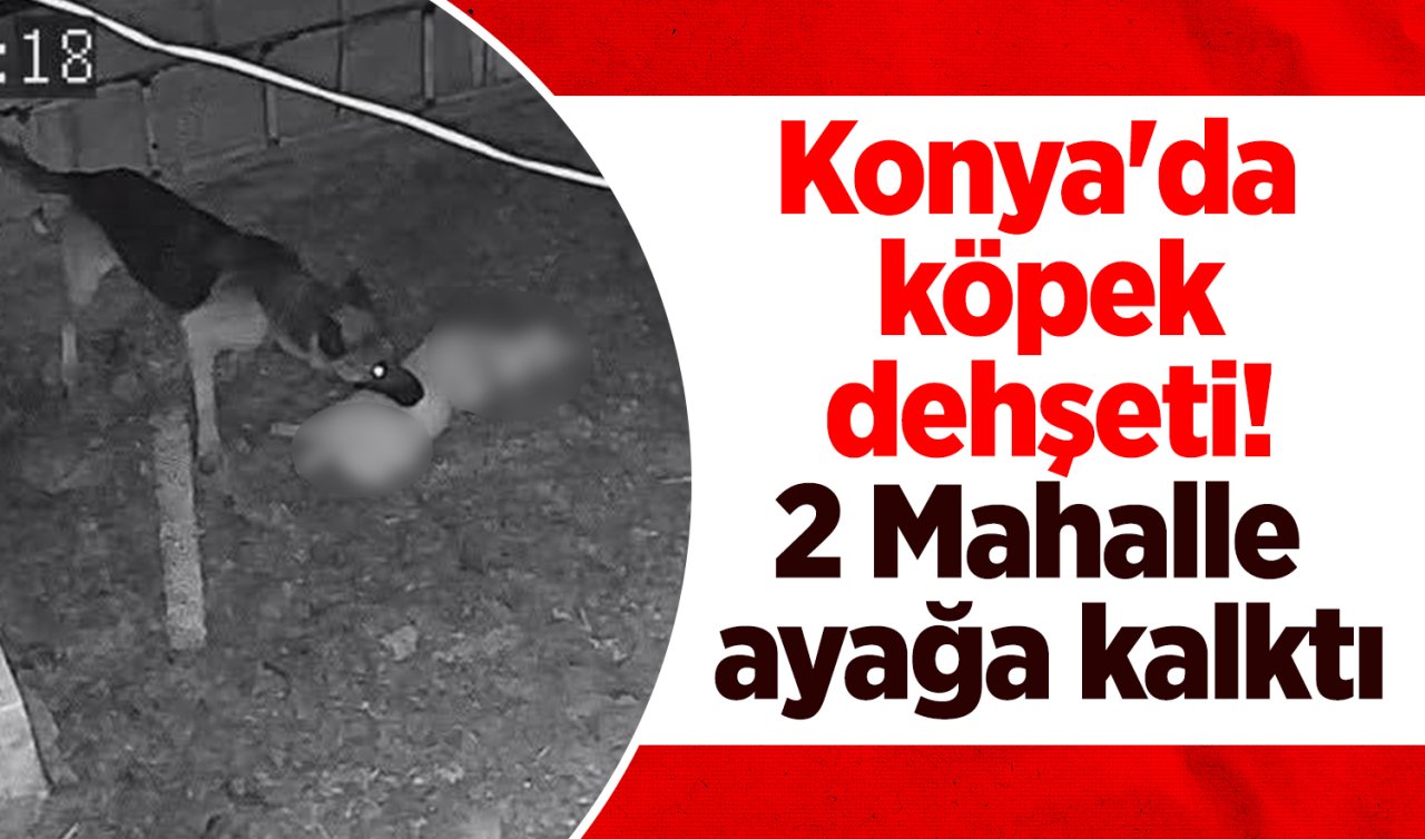 Konya’da köpek dehşeti! 2 mahalle ayağa kalktı