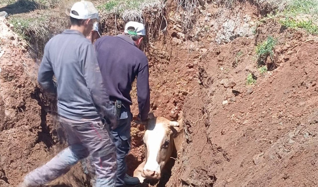  Ekipler seferber oldu: Çukura düşen inek kurtarıldı