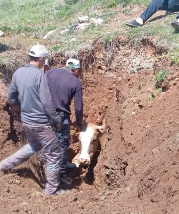  Ekipler seferber oldu: Çukura düşen inek kurtarıldı