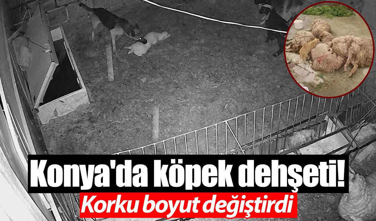 Konya’da köpek dehşeti! Korku boyut değiştirdi