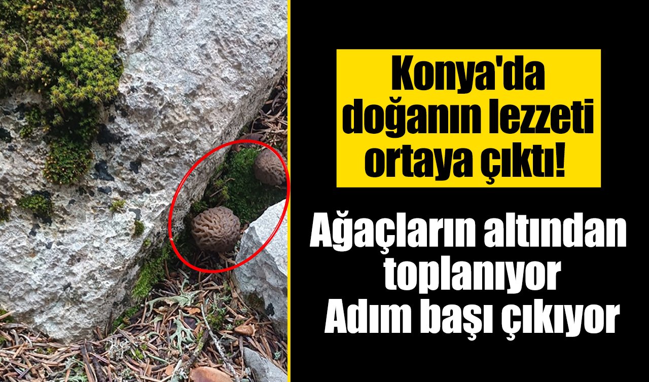 Konya’da doğanın lezzeti ortaya çıktı! Ağaçların altından toplanıyor: Adım başı çıkıyor