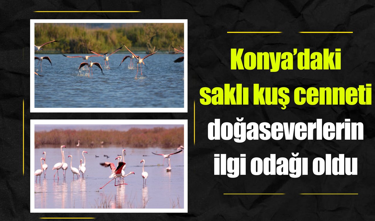 Konya’daki saklı kuş cenneti doğaseverlerin ilgi odağı oldu