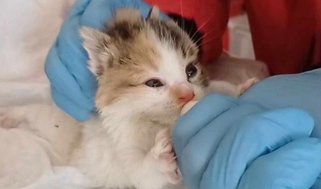 Konya’da kedi yavrularının bakımı barınakta yapılacak