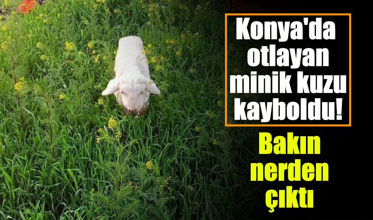 Konya’da otlayan minik kuzu kayboldu! Bakın nerden çıktı