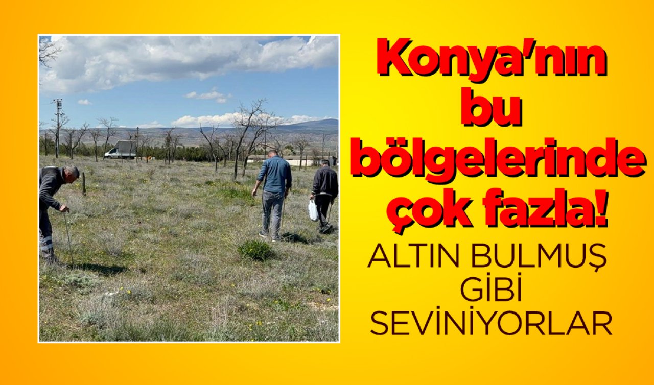 Konya’nın bu bölgelerinde çok fazla! Altın bulmuş gibi seviniyorlar 
