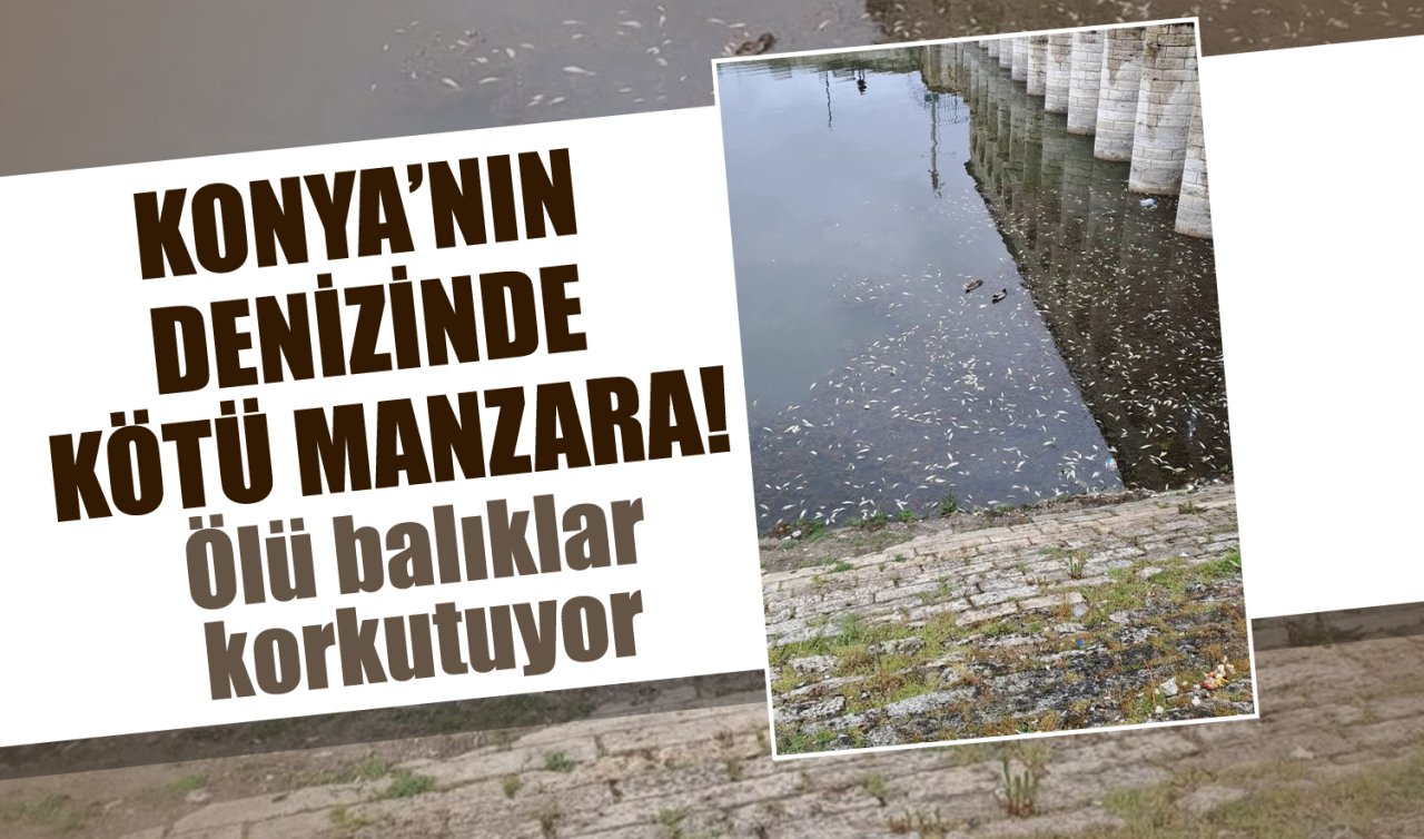 Konya’nın denizinde kötü manzara! Ölü balıklar korkutuyor 