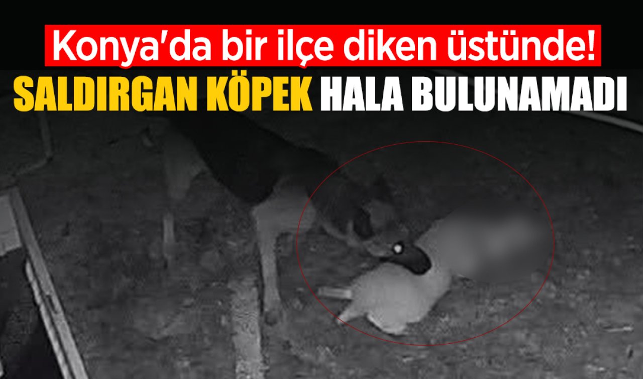 Konya’da bir ilçe diken üstünde! Saldırgan köpek hala bulunamadı