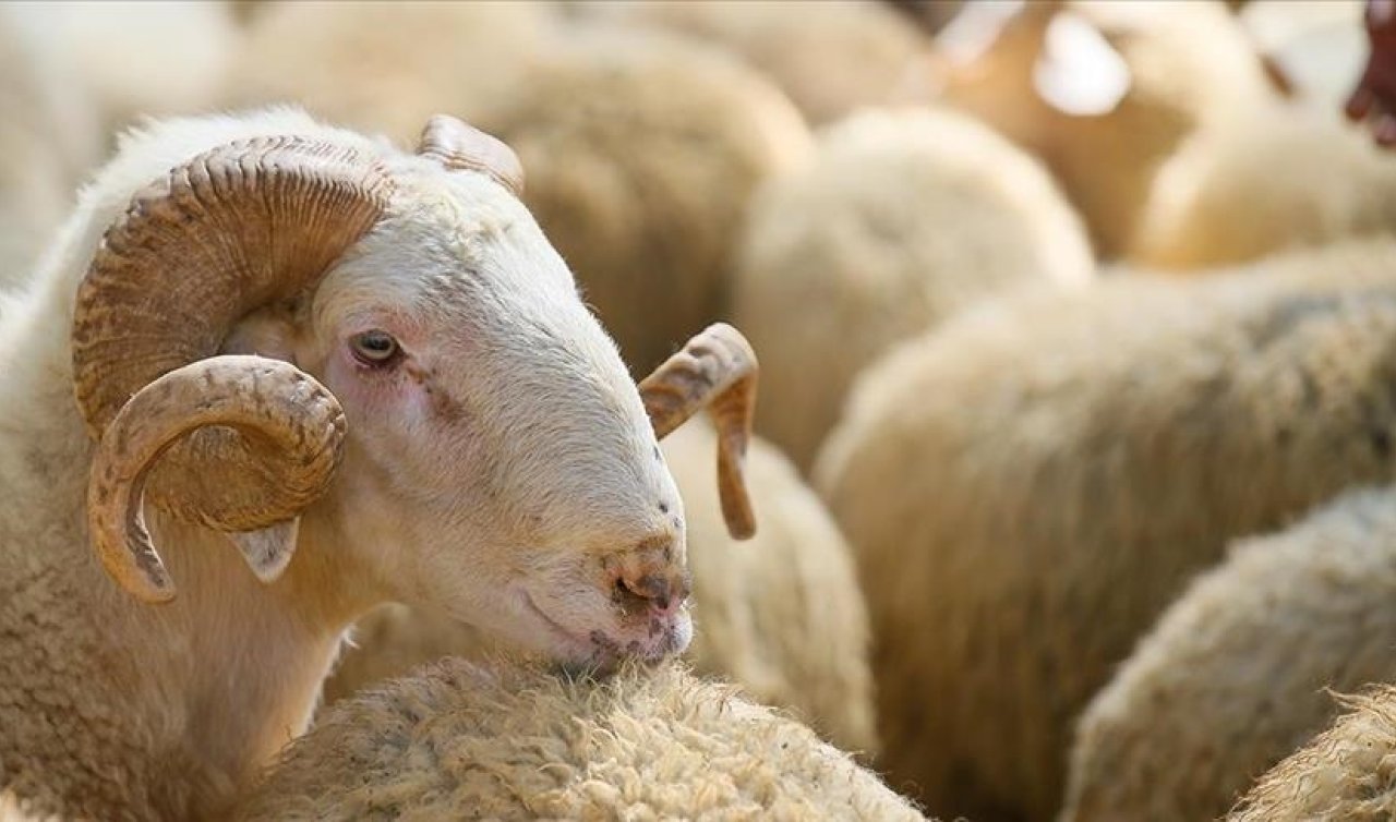 Kurban Bayramı tatili kaç gün, 9 gün mü olacak? Gözler Kabine toplantısında