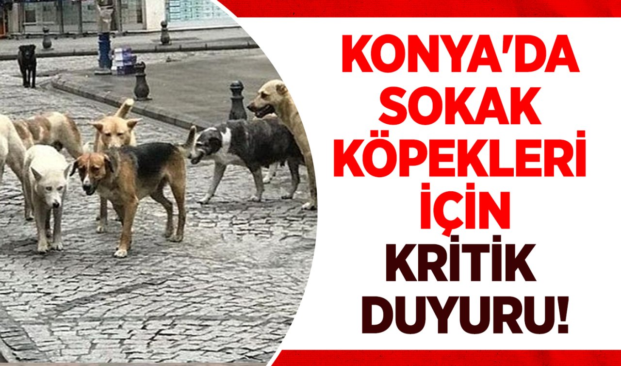 Konya’da sokak köpekleri için kritik duyuru! 