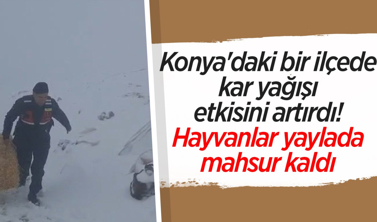 Konya’daki bir ilçede kar yağışı etkisini artırdı! Hayvanlar yaylada mahsur kaldı 