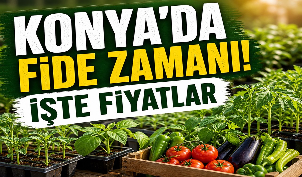 Konya’da fide zamanı! İşte fiyatlar