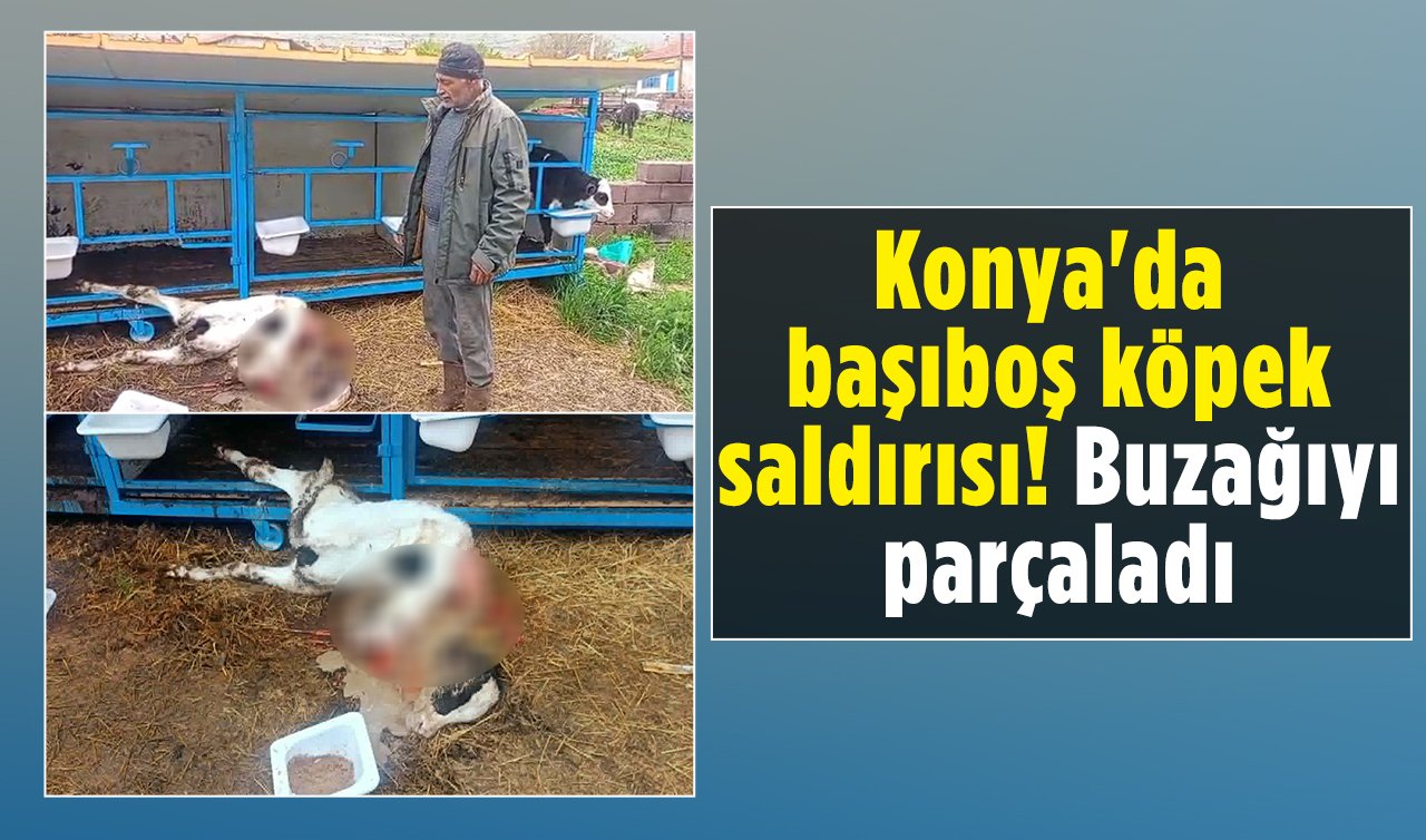Konya’da başıboş köpek saldırısı! Buzağıyı parçaladı