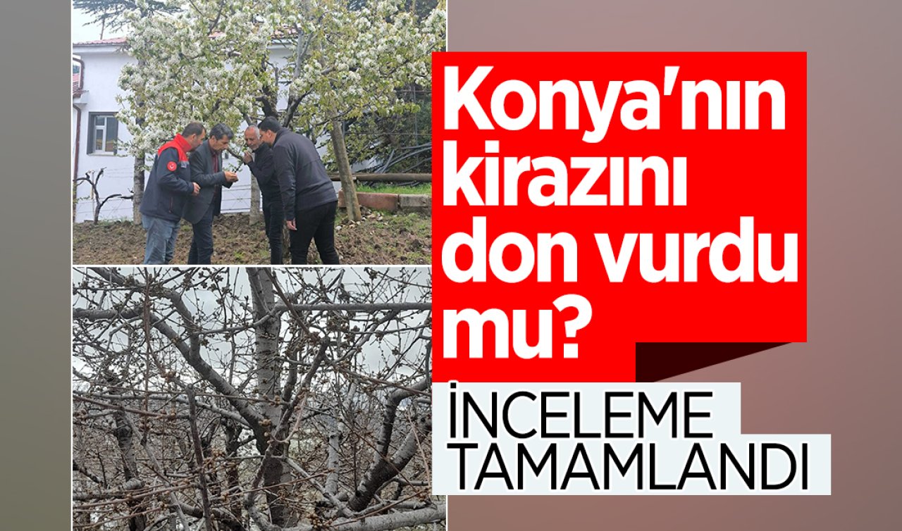 Konya’nın kirazını don vurdu mu? İnceleme tamamlandı işte sonuç 