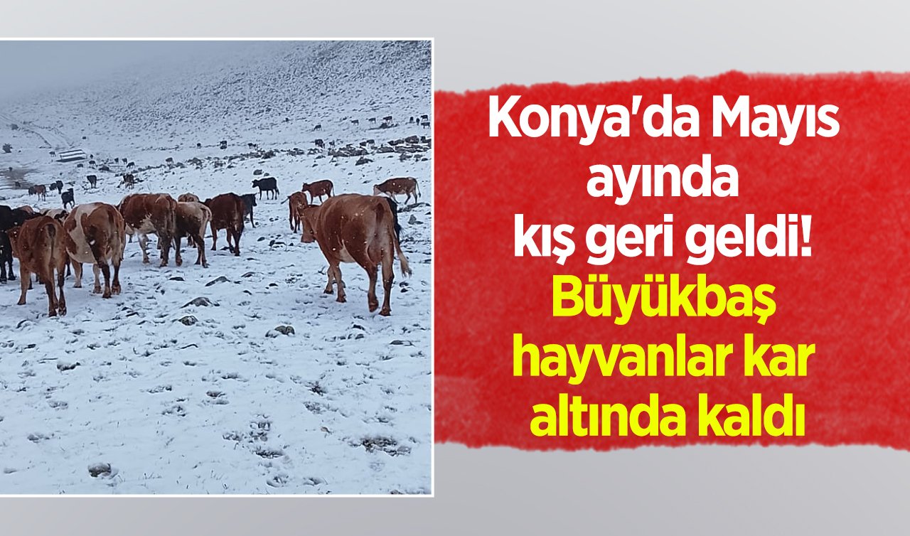 Konya’da Mayıs ayında kış geri geldi! Büyükbaş hayvanlar kar altında kaldı