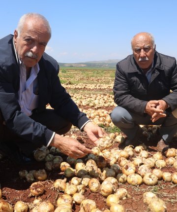 Ceviz büyüklüğündeki dolu yağışı tarım arazilerine zarar verdi