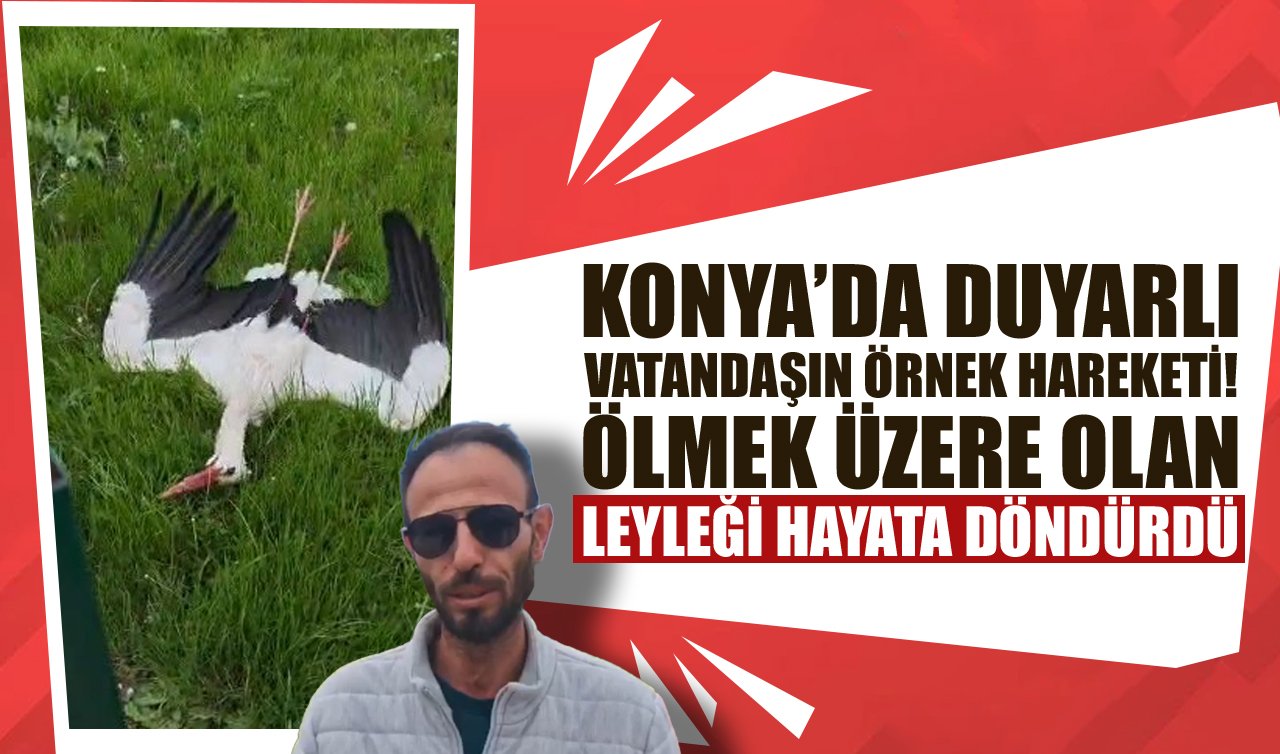 Konya’da duyarlı vatandaşın örnek hareketi! Ölmek üzere olan leyleği hayata döndürdü