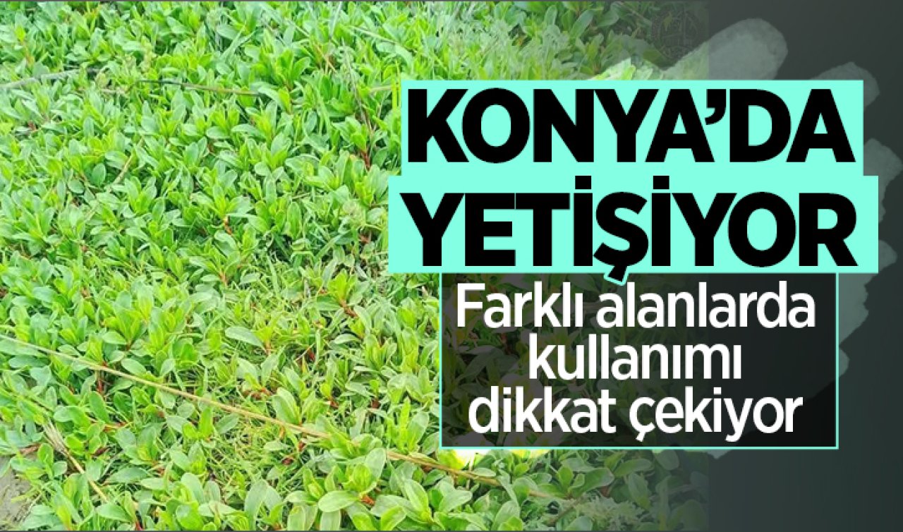 Konya’da yetişiyor! Farklı alanlarda kullanımı dikkat çekiyor 