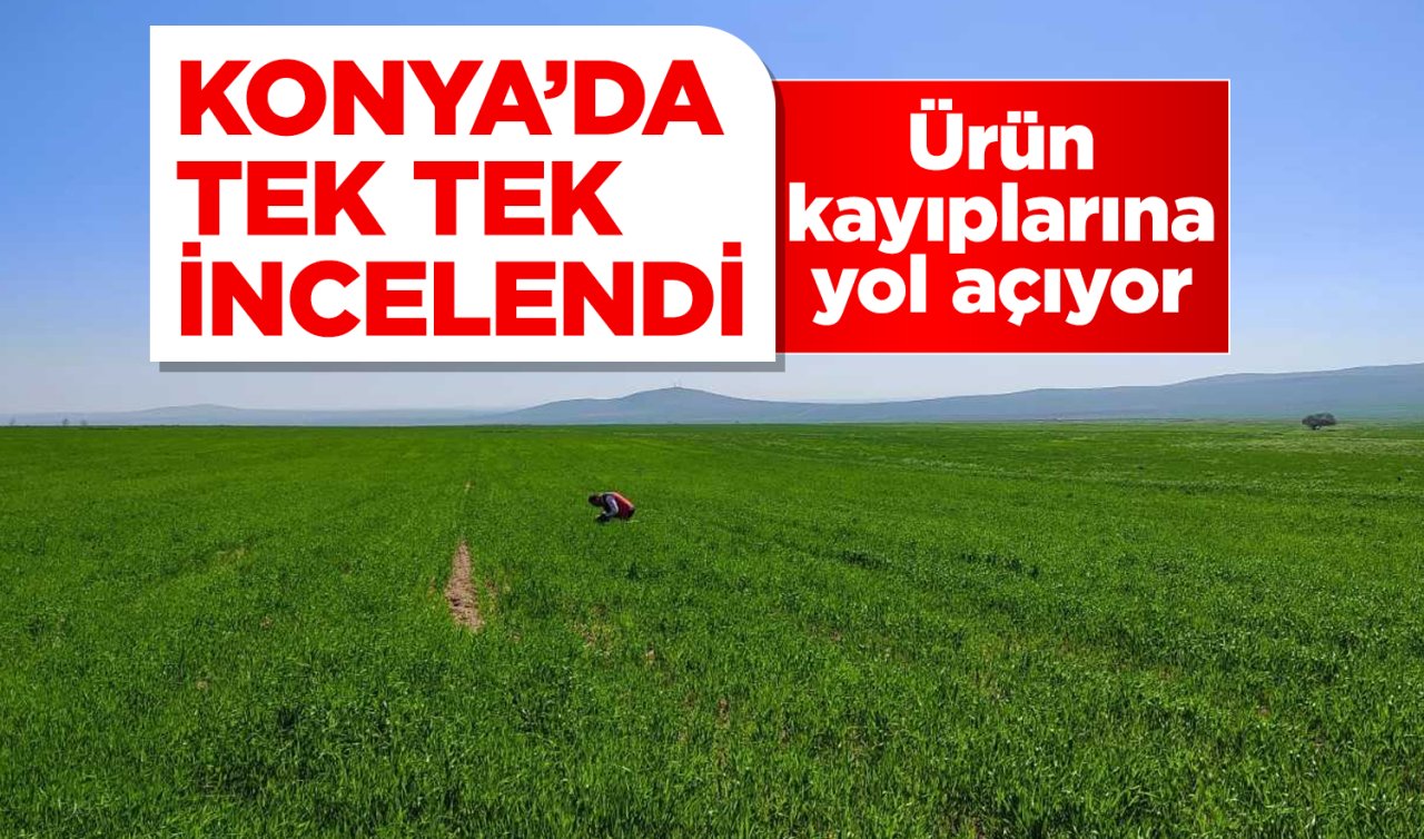 Konya’da tek tek incelendi! Ürün kayıplarına yol açıyor 