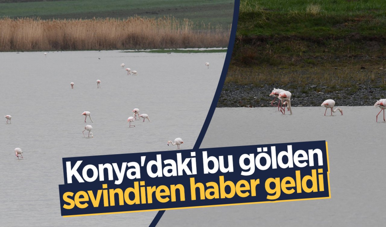 Konya’daki bu gölden sevindiren haber geldi  
