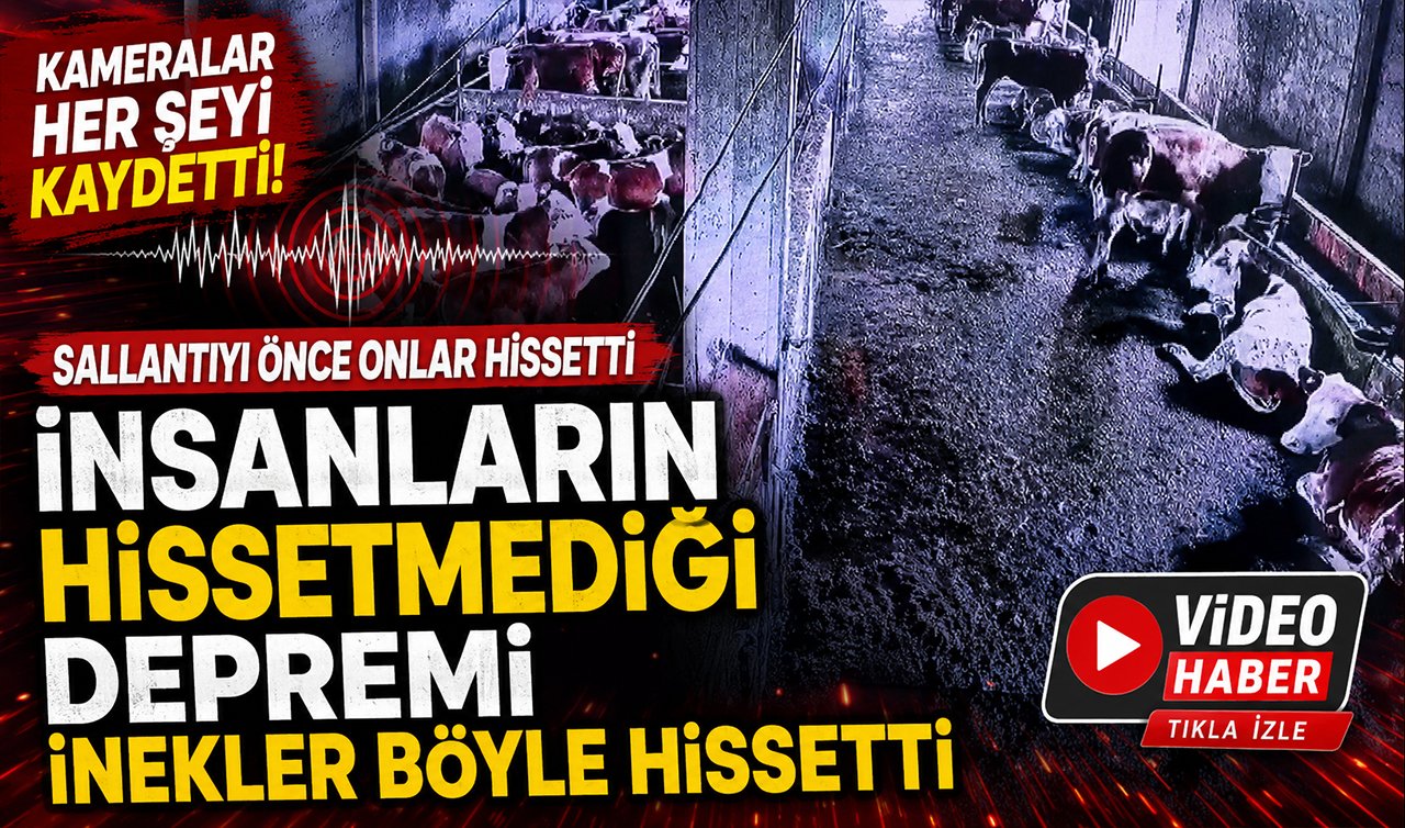 İnsanların hissetmediği depremi inekler böyle hissetti 