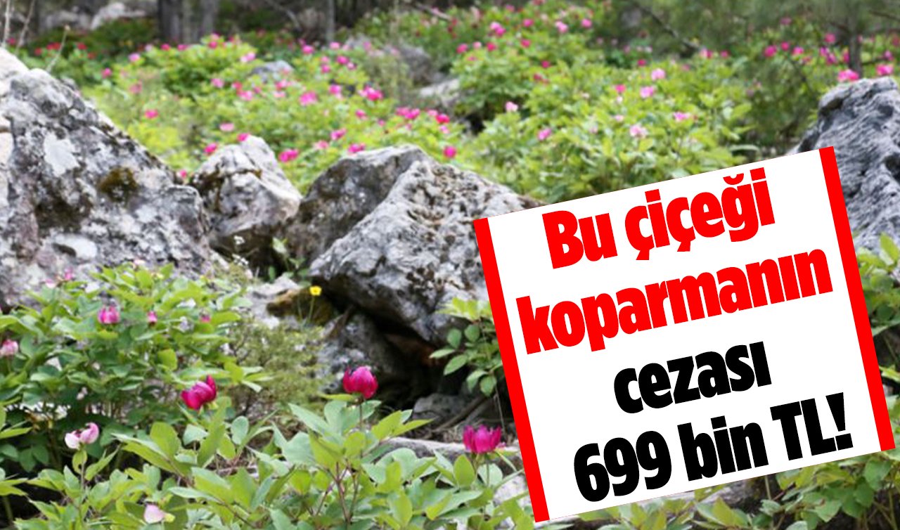 Bu çiçeği koparmanın cezası 699 bin TL! “Ayı gülü“ olarak da biliniyor: Öbek öbek açıldılar